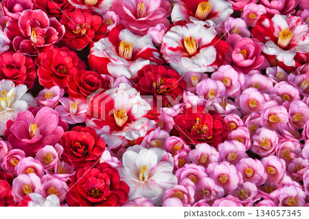 京都靈觀寺春季特別觀賞期內盛開的美麗山茶花（京都府京都市左京區） 134057345