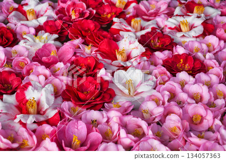 Beautiful camellia flowers at Reikanji Temple in Kyoto during the spring special viewing period (Sakyo Ward, Kyoto City, Kyoto Prefecture) Beautiful camellia flowers at Reikanji Temple in Kyoto during the spring special viewing period (Sakyo Ward, Kyoto City, Kyoto Prefecture) 134057363