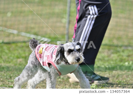 Woman taking a walk with Miniature Schnauzer Woman taking a walk with Miniature Schnauzer 134057364