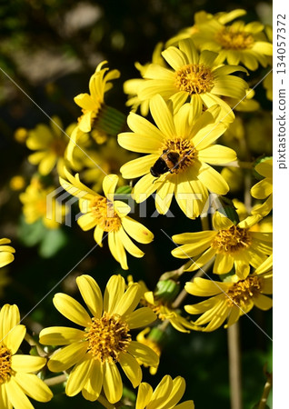 菊科常綠多年生草本植物與蜜蜂 菊科常綠多年生草本植物與蜜蜂 134057372