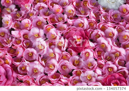 京都靈觀寺春季特別觀賞期內盛開的美麗山茶花（京都府京都市左京區） 134057374