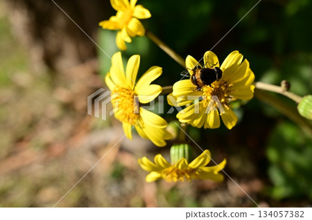 菊科常綠多年生草本植物與蜜蜂 134057382