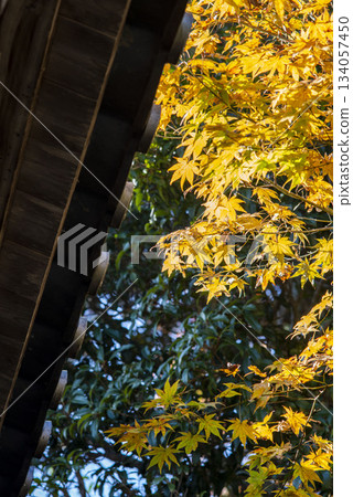 Kamakura 251121 Kaizoji Temple 1 Maple and Yellow Leaves Kamakura 251121 Kaizoji Temple 1 Maple and Yellow Leaves 134057450