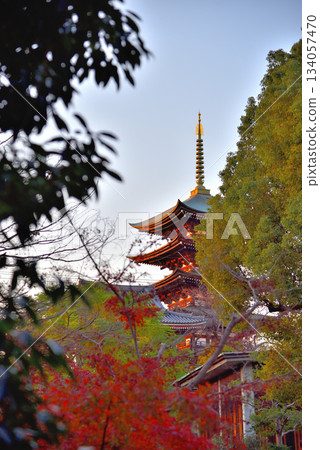 愛知縣名古屋市:秋季從橫須北庭眺望覺王山日體寺五重塔,四周環繞著秋葉。 愛知縣名古屋市:秋季從橫須北庭眺望覺王山日體寺五重塔,四周環繞著秋葉。 134057470