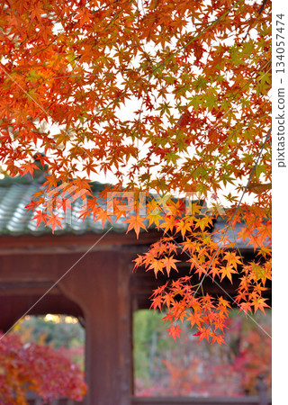 [愛知縣] 名古屋市：紅葉環繞的橫曾北園 134057474