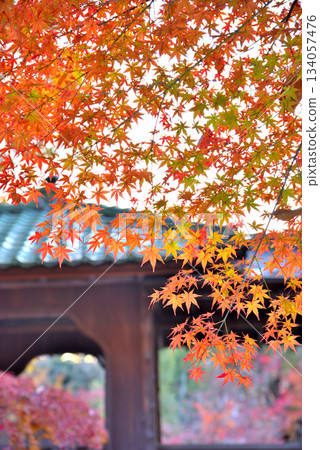 [Aichi Prefecture] Nagoya City: Yokiso Kitaen Garden surrounded by autumn leaves 134057476