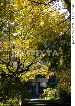 Kamakura 251124 Ankokuronji Temple 5 Yellow leaves Kamakura 251124 Ankokuronji Temple 5 Yellow leaves 134057500