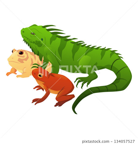 Exotic reptile animal pets flat vector, cartoon chameleon, iguana, salamander, lizard crawling mammals and frogs 134057527