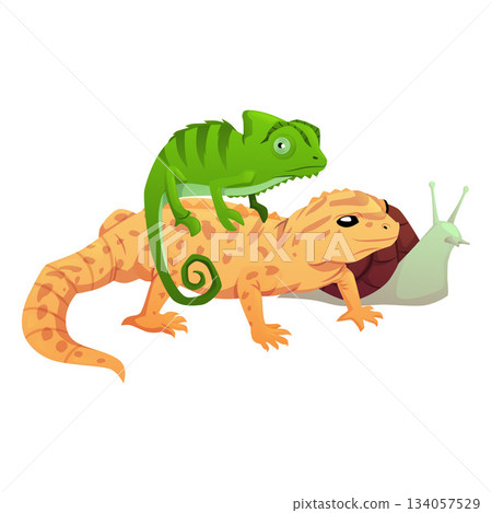 Exotic reptile animal pets, cartoon chameleon, iguana, salamander, lizard crawling mammals, vector flat snail Exotic reptile animal pets, cartoon chameleon, iguana, salamander, lizard crawling mammals, vector flat snail 134057529