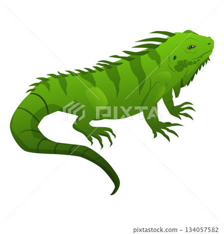 Green iguana, exotic animal, terrarium pet, isolated background. Green iguana, exotic animal, terrarium pet, isolated background. 134057582