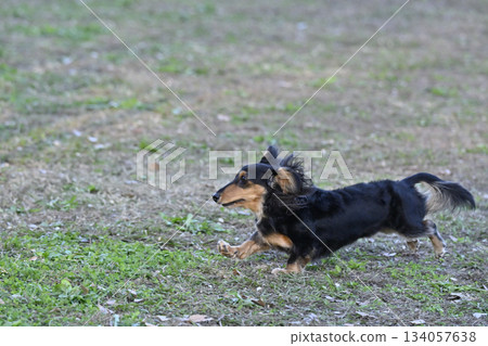 Dachshund playing in the dog run 134057638