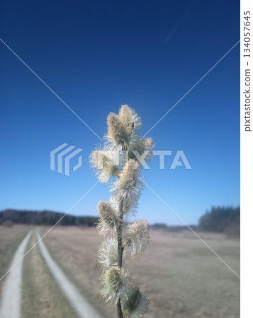 Single tree branch with a few buds on it is in a field Single tree branch with a few buds on it is in a field 134057645