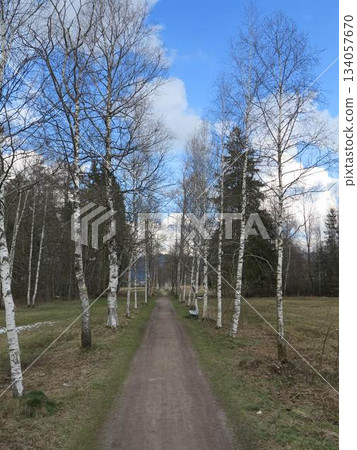 Path through a forest with trees on either side 134057670