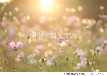 夕陽染紅的波斯菊 134057712
