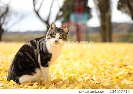 A cat sitting on a carpet of ginkgo leaves A cat sitting on a carpet of ginkgo leaves 134057713