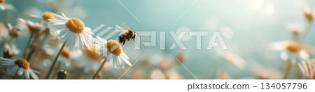 Bee flying towards daisy exploring spring nature. Honeybee approaching a white daisy flower, depicting pollination and a warm spring atmosphere Bee flying towards daisy exploring spring nature. Honeybee approaching a white daisy flower, depicting pollination and a warm spring atmosphere 134057796