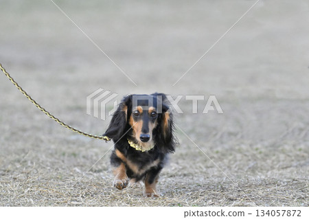 微笑的臘腸狗散步 134057872