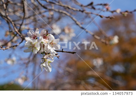 Nikizakizakura (two-season cherry blossoms) flowers blooming along the inner moat of Hikone Castle Nikizakizakura (two-season cherry blossoms) flowers blooming along the inner moat of Hikone Castle 134057973