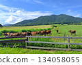 [Okayama Prefecture] Hiruzen Plateau Jersey Cows 134058055