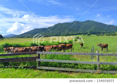[Okayama Prefecture] Hiruzen Plateau Jersey Cows 134058055
