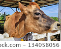 [Okayama Prefecture] Hiruzen Plateau Jersey Cows 134058056