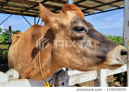 [Okayama Prefecture] Hiruzen Plateau Jersey Cows 134058056