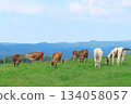[Okayama Prefecture] Hiruzen Plateau Jersey Cows 134058057