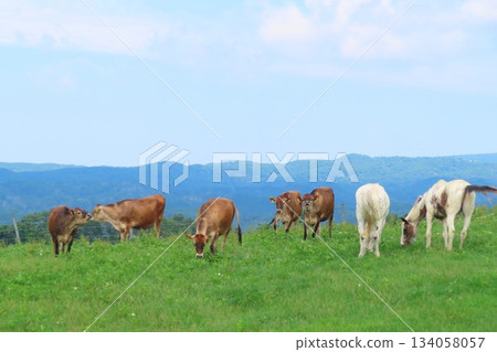 [Okayama Prefecture] Hiruzen Plateau Jersey Cows 134058057