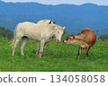 [Okayama Prefecture] Hiruzen Plateau Jersey Cows 134058058