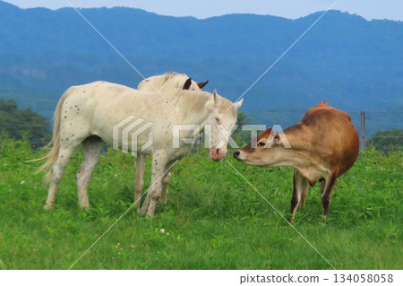 [Okayama Prefecture] Hiruzen Plateau Jersey Cows 134058058