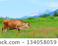 [Okayama Prefecture] Hiruzen Plateau Jersey Cows 134058059