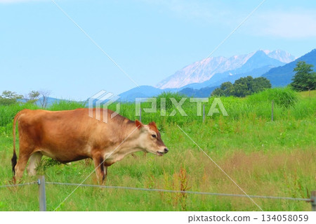 [Okayama Prefecture] Hiruzen Plateau Jersey Cows 134058059