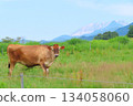 [Okayama Prefecture] Hiruzen Plateau Jersey Cows 134058060