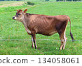 [Okayama Prefecture] Hiruzen Plateau Jersey Cows 134058061