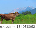 [Okayama Prefecture] Hiruzen Plateau Jersey Cows 134058062