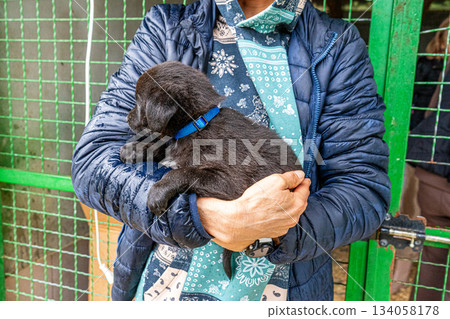 Woman holds black Labrador puppy. The small animal in shelter. Adopt dog Woman holds black Labrador puppy. The small animal in shelter. Adopt dog 134058178