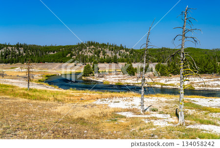 Firehole River flows through grassy meadow in Yellowstone National Park, Wyoming, USA. Scenic landscape features dead lodgepole pine trees and blue sky in UNESCO World Heritage site 134058242