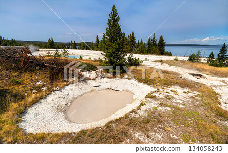 Bubbling mud pot sits among pine trees in Yellowstone National Park, Wyoming, USA. Geothermal feature contains grey mud with Yellowstone Lake background in UNESCO World Heritage site 134058243