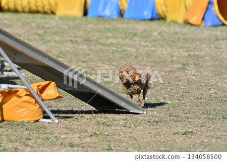 Toy poodle playing with dog run Toy poodle playing with dog run 134058500