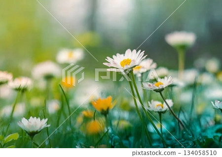 Peaceful soft focus daisy meadow landscape. Beautiful grass, sunny fresh green blue foliage. Tranquil spring summer nature closeup. Blurred forest field background. Idyllic bright nature happy flowers 134058510