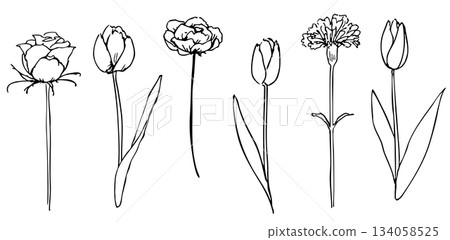 Hand-drawn flower and plant illustration set, line drawing 02 Hand-drawn flower and plant illustration set, line drawing 02 134058525