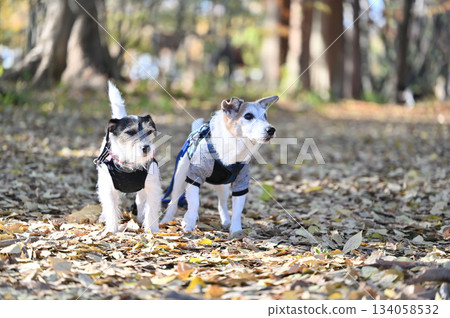 Two friendly Jack Russell terriers Two friendly Jack Russell terriers 134058532