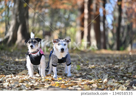 Two friendly Jack Russell terriers 134058535
