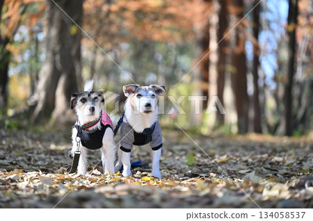 兩隻友善的傑克羅素梗犬 134058537