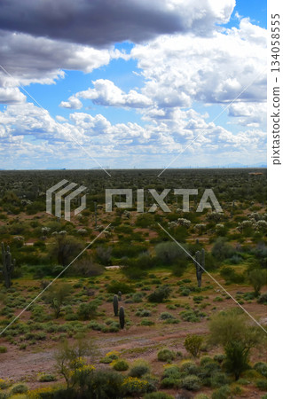 Landscape Sonoran Desert Arizona 134058555