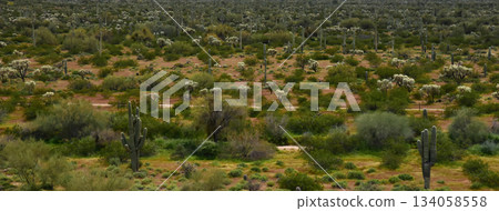 Landscape Sonoran Desert Arizona Landscape Sonoran Desert Arizona 134058558