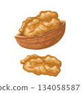 Walnut half shelled and without shell. Vector color realistic illustration. 134058587