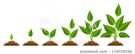 Phases plant growing 134058598