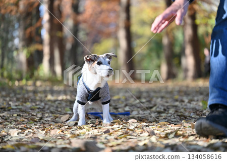 Jack Russell Terrier 134058616