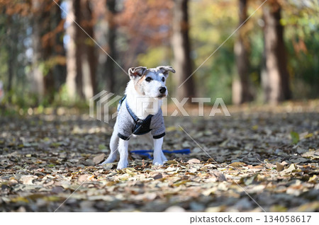 Jack Russell Terrier Jack Russell Terrier 134058617